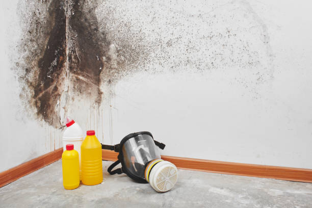 Best Mold Removal Company Near Me  in Melvindale, MI