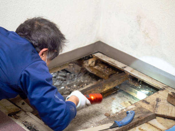 Best Mold Removal and Inspection  in Melvindale, MI