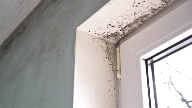 Attic Mold Removal in Melvindale, MI