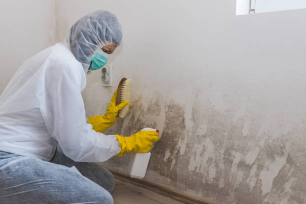 Professional Mold Removal in Melvindale, MI