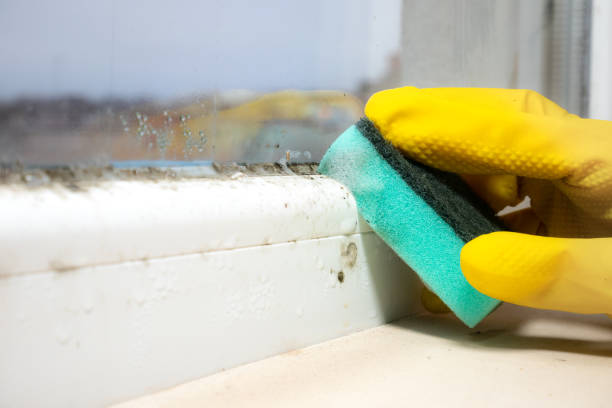 Best Office Mold Removal Services  in Melvindale, MI