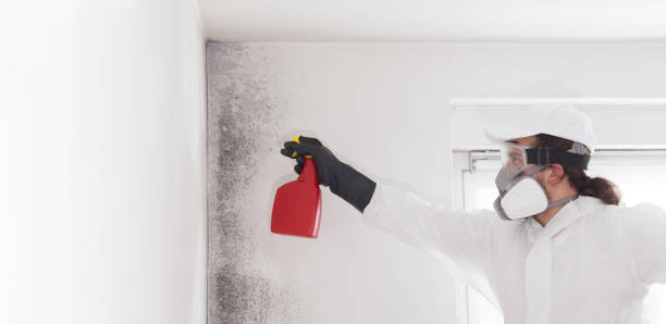 Best Professional Mold Removal  in Melvindale, MI