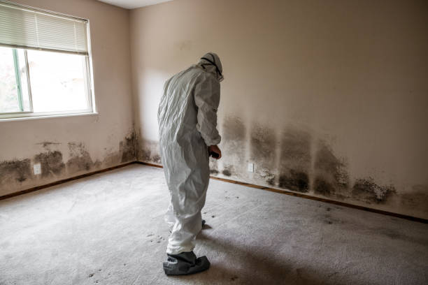 Best Fast Mold Removal  in Melvindale, MI