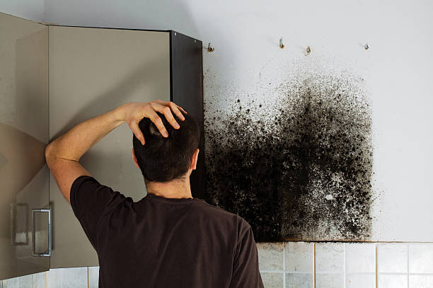 Mold Removal and Inspection in Melvindale, MI