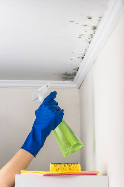 Best Mold Damage Repair  in Melvindale, MI