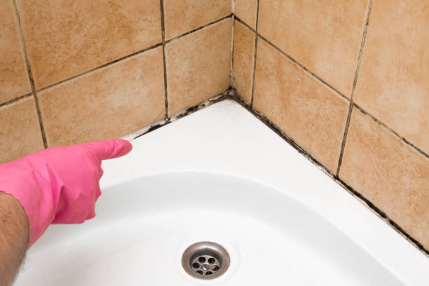 Best Residential Mold Removal  in Melvindale, MI